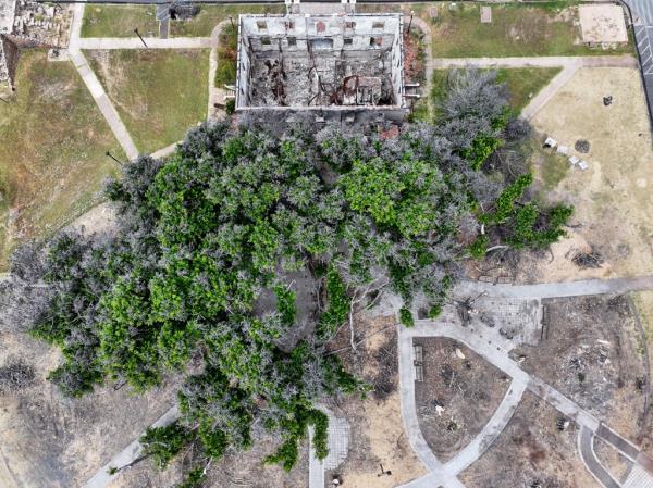 Aerial view of recovering historic banyan tree and remains of the Old Lahaina Courthouse in Hawaii post-wildfire