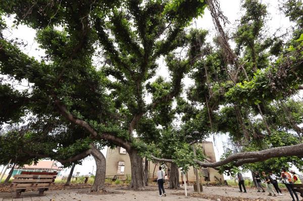 New leaves growing on a historic banyan tree in the foreground and the remains of the Old Lahaina Courthouse in the wildfire impact zone, Hawai, on the anniversary of the deadly wildfires