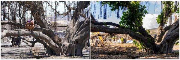 Before and after photos of the historic Lahaina banyan tree in Hawaii, showing impact of the Lahaina wildfire in 2023 and recovery in 2024