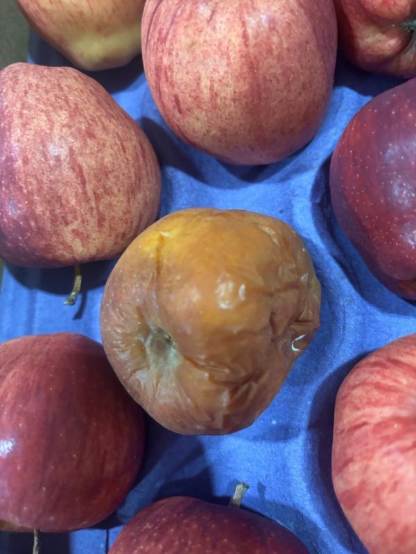 Trays of rotting apples displayed on a blue surface for DOE schools