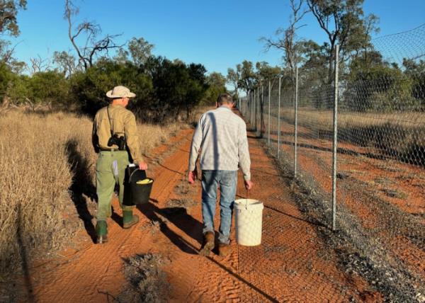 Dr Jeremy Austin of the University of Adelaide and Hayden de Villiers search for wombat scat. 