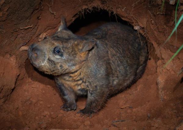 Northern Hairy-nosed Wombat