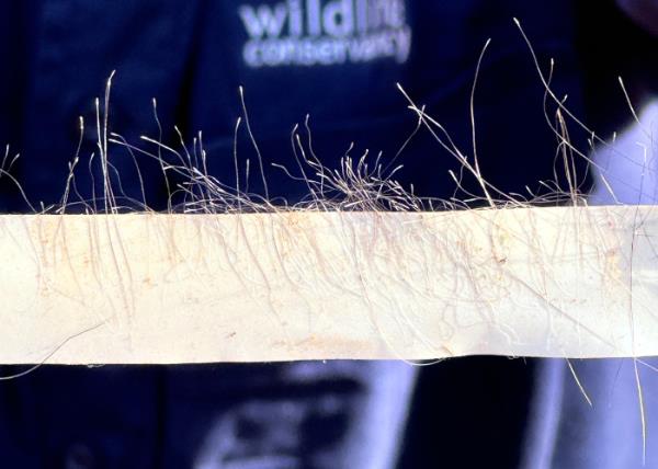 A piece of tape with hairy samples which will be analysed to determine the size and genetic diversity of the wombat population at RUNR. 